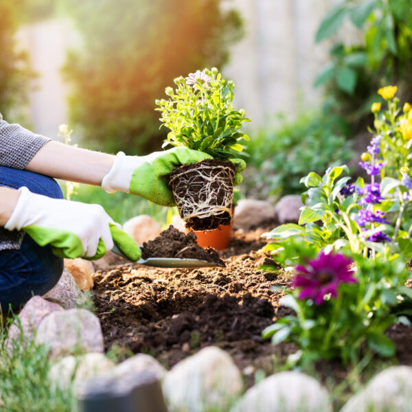 Best Gardening For Beginners