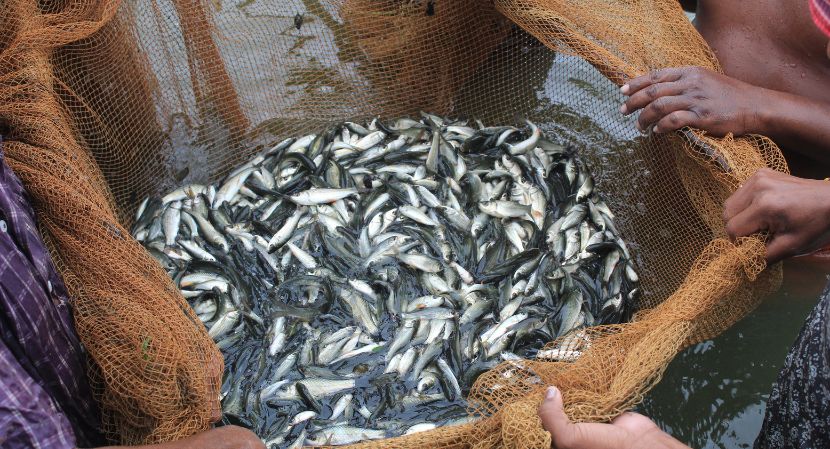 India Fish Market