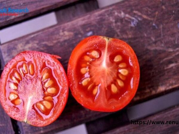 Tomato Seeds Market Size and Share Report 2024-2032