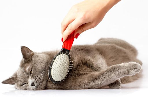 Cat Grooming