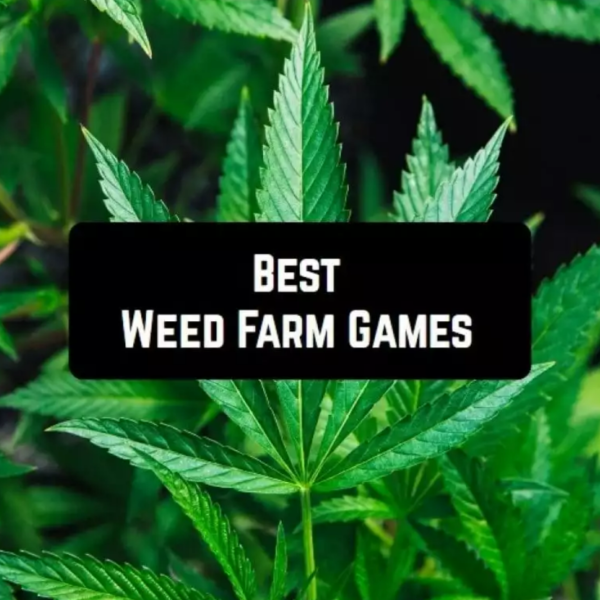 Top Weed Sub Boxes You Need to Try in 2024