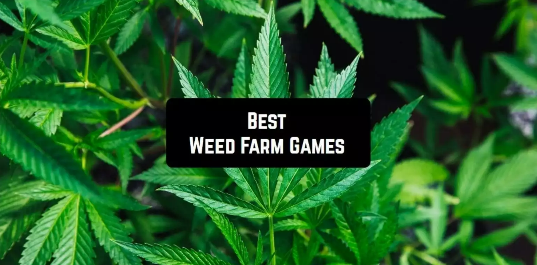 Top Weed Sub Boxes You Need to Try in 2024