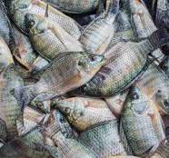 Global Tilapia Market Size Forecast Report 2024-2032