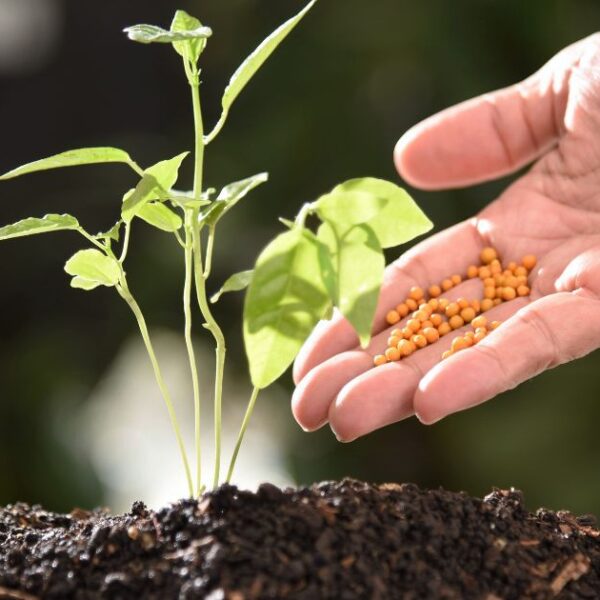 Mercado de Fertilizantes en Argentina