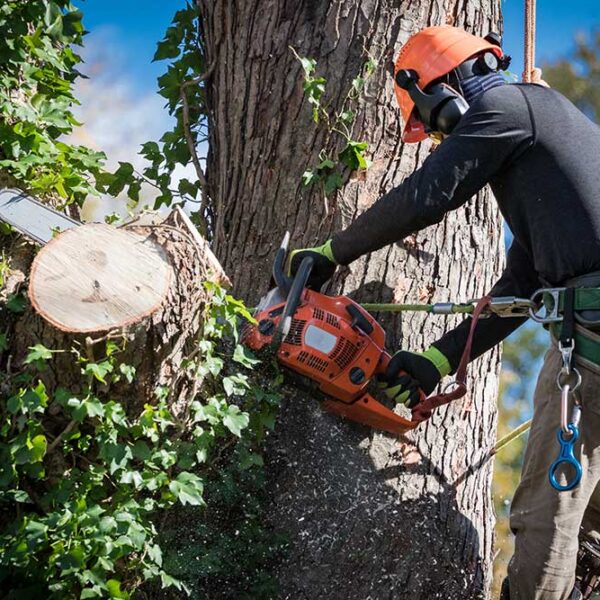 tree-removal-service-melbourne