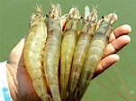 Global Shrimp Market Size And Forecast Report 2024-2032