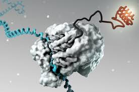 Messenger RNA (mRNA) Vaccines & Therapeutics Market Size And Forecast Report 2023-2028