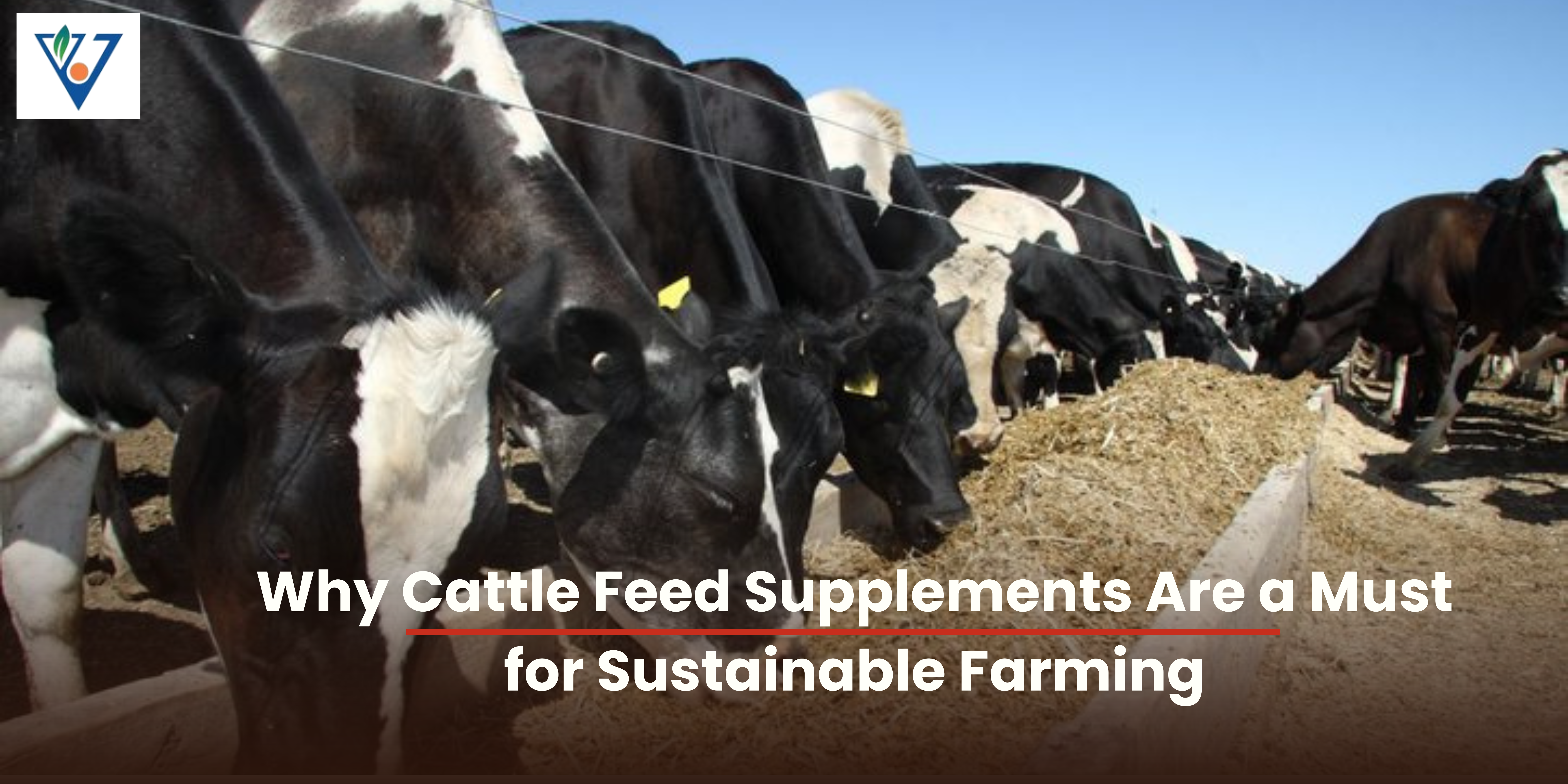 Cattle Feed Supplement